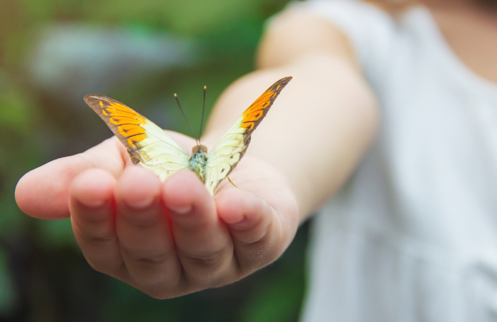 Catching Butterflies