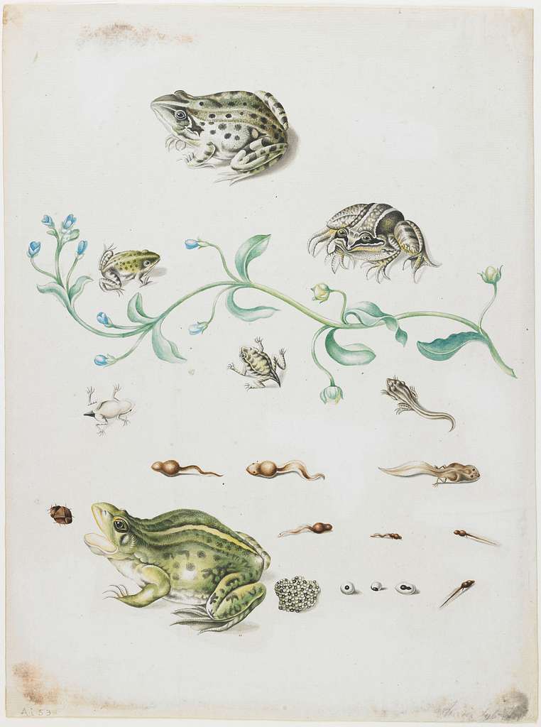 Metamorphosis
