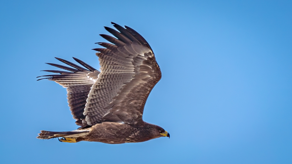 The Prairie hawk