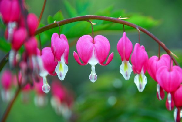 The Bleeding Heart ‘Variegata’