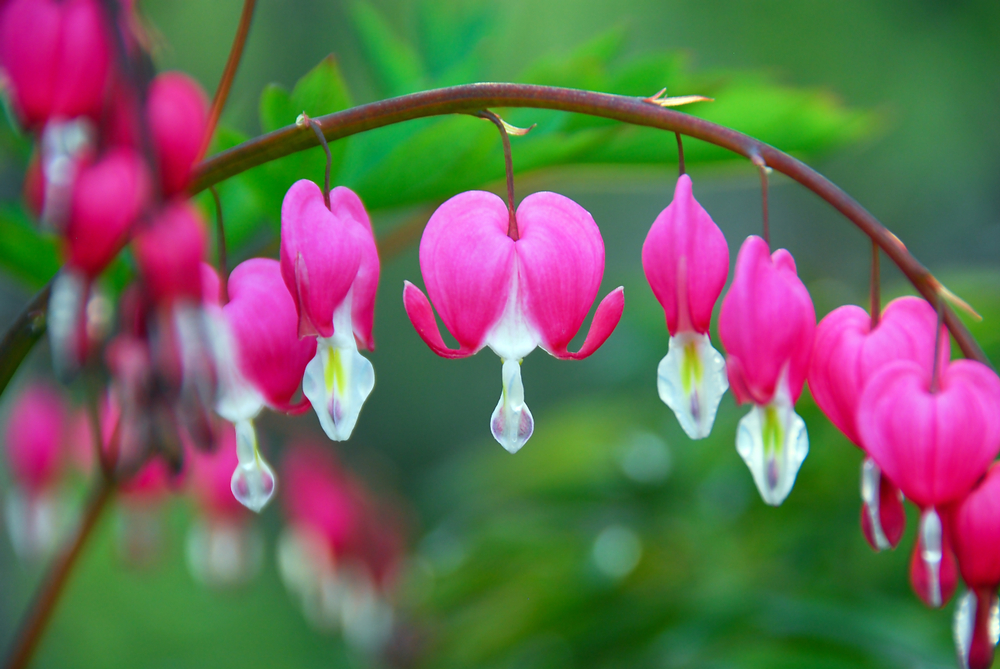 The Bleeding Heart ‘Variegata’