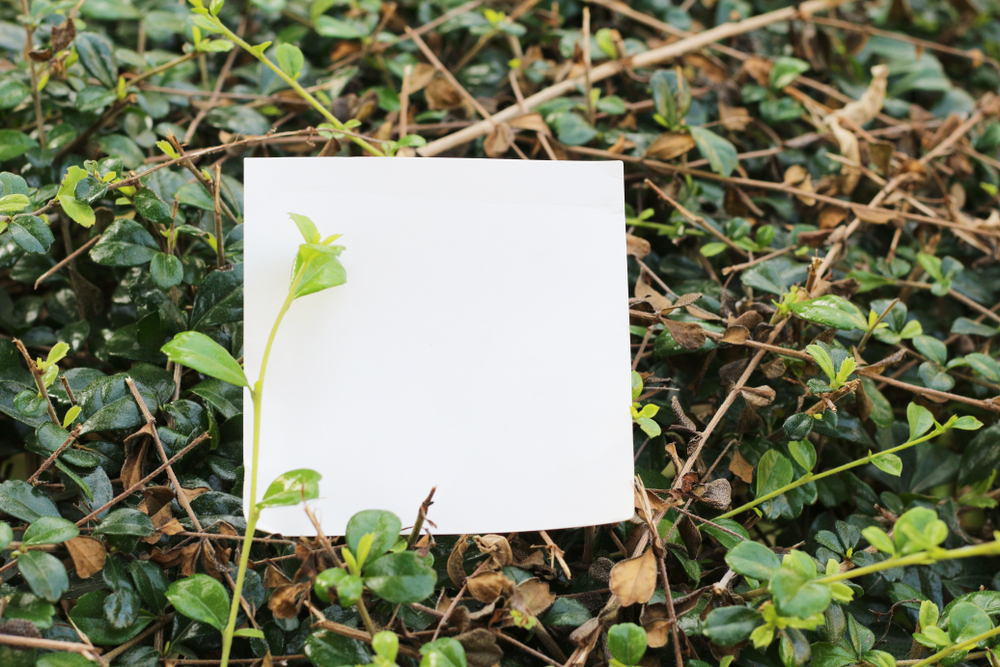 A Letter to the World